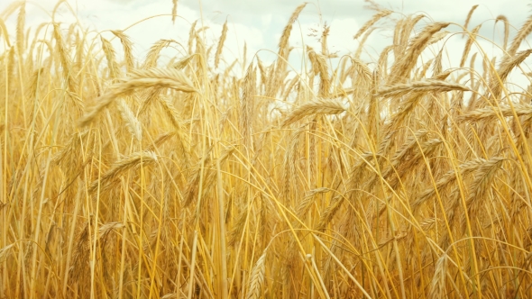 Field of Golden Ripe Wheat Ready To Be Harvested Summer Sunny Day