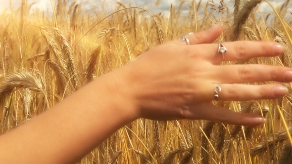 Woman's Hand Running through Golden Wheat Field