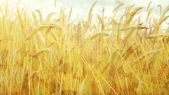 Field of Golden Ripe Wheat Ready to be Harvested at Summer
