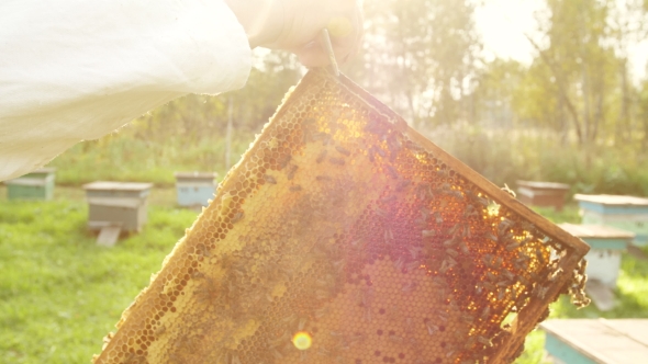 The Beekeeper Gets a Frame From the Hive.