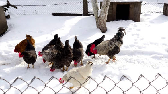 Chickens Walking on Snow