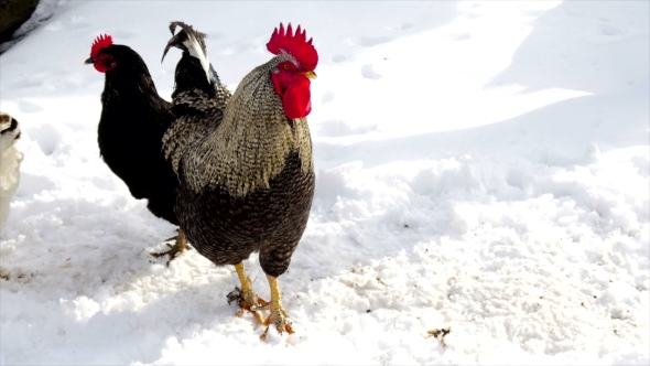 Chickens Walking on Snow