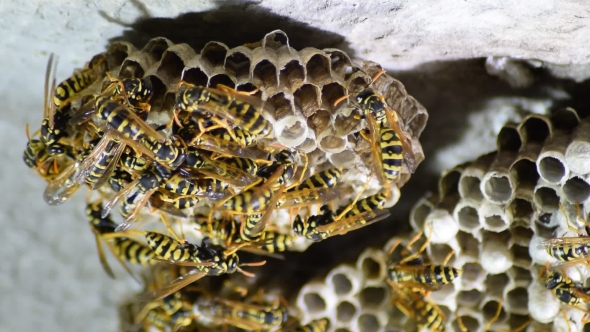 Wasp Nest with Wasps Sitting on It