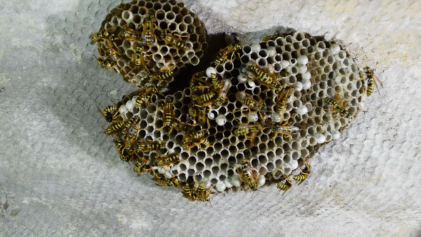 Wasp Nest with Wasps Sitting on It.