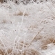 Snow and Ice Covered Vegetation and Water - VideoHive Item for Sale