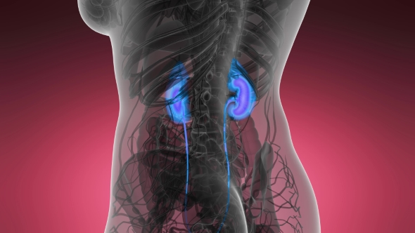 Anatomy Scan of Human Kidneys