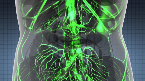 Human Body with Glow Blood Vessels alt