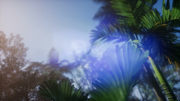 Sunset Beams Through Palm Trees alt