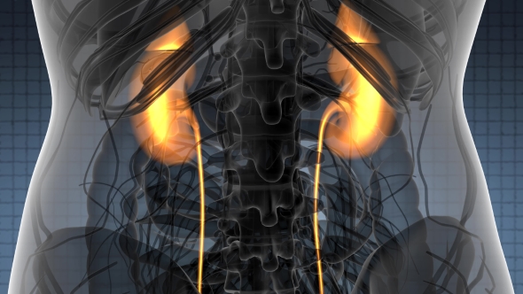 Anatomy Scan of Human Kidneys