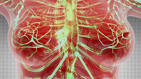 Human Body with Glow Blood Vessels alt
