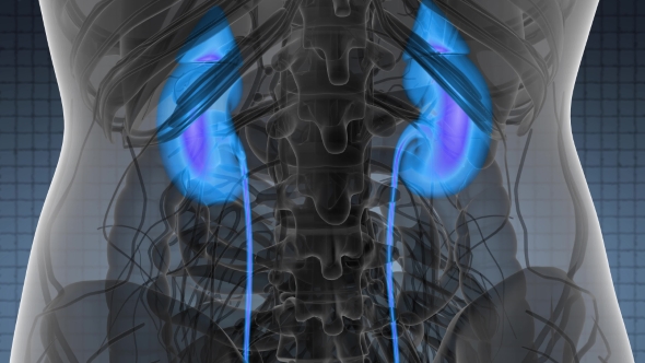 Anatomy Scan of Human Kidneys alt