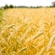 Wheat Field with a Beautiful Background - VideoHive Item for Sale