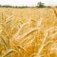 Beautiful Wheat in the Field. Swaying in the Wind - VideoHive Item for Sale