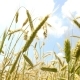 Beautiful Wheat on Blue Sky Background - VideoHive Item for Sale