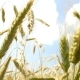 Green Wheat . Delayed Shooting. The Movement in the Wind - VideoHive Item for Sale