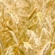 Wheaten  in Motion. - VideoHive Item for Sale