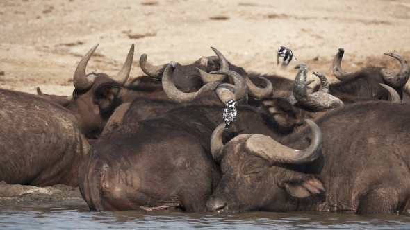 Ceryle Rudis Flying over Buffalo Cattle