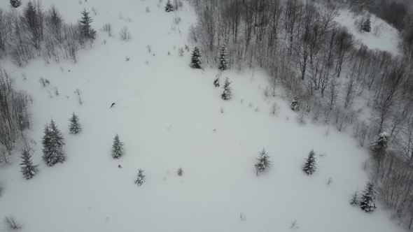 Aerial Shot of Snowboarder Descending Among Trees. Birds Eye View Above White Powder Snow - Winter