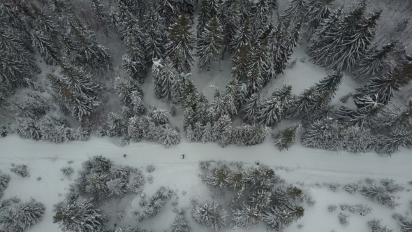 Aerial View of Skiers Moving Through a Forest Among Pine Trees Above White Powder