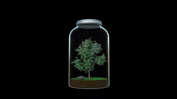 Growing Tree in the Jar