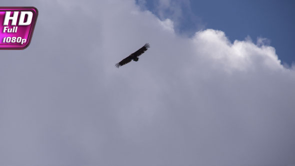 Bird of Prey Circling in the Sky alt