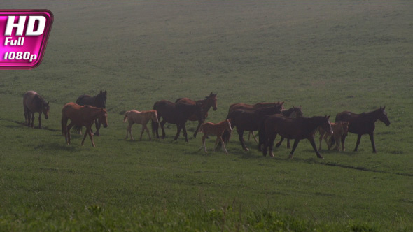 Herd of Horses in the Morning Mist