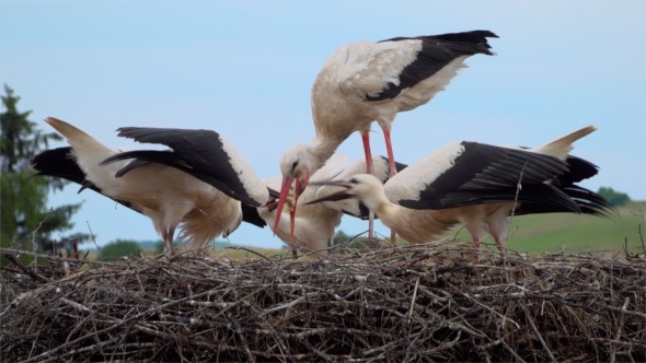 Storks