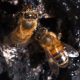 Honey Bees Eating Syrup on Tree - VideoHive Item for Sale