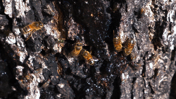 Honey Bees Eating Syrup on Tree