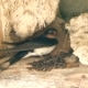 Swallow Flies and Building a Nest - VideoHive Item for Sale