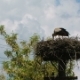 Stork Feeds Children in the Nest - VideoHive Item for Sale