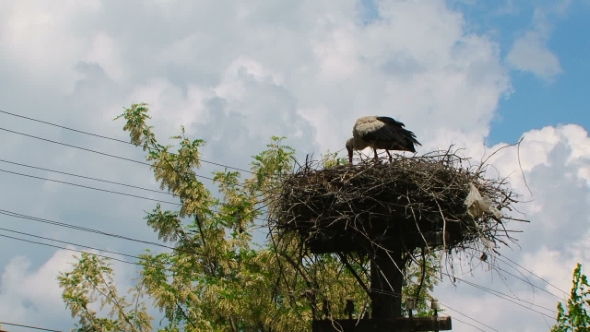 Stork Feeds Children in the Nest