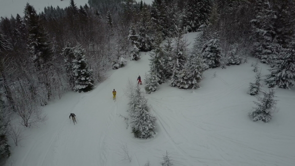 Aerial View of Skiers Moving Through a Forest Among Pine Trees. Birds Eye View Above White Powder