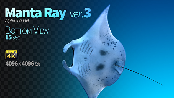 Manta Ray 3