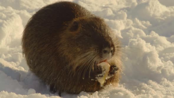 Closeup a Muskrat Gnaws on a Piece of Apple Sitting in the Snow in a City Park