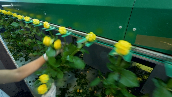 Factory Workers Hands Install Yellow Roses into a Grader Machine