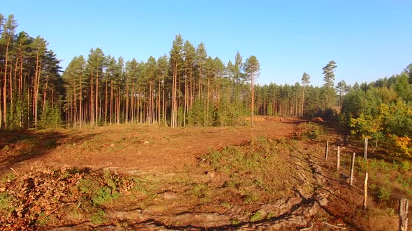 Logging clear cut