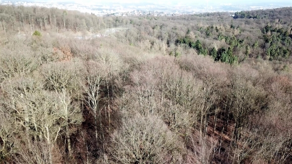 Aerial View of a Forest in the Dead of Winter Without Snow