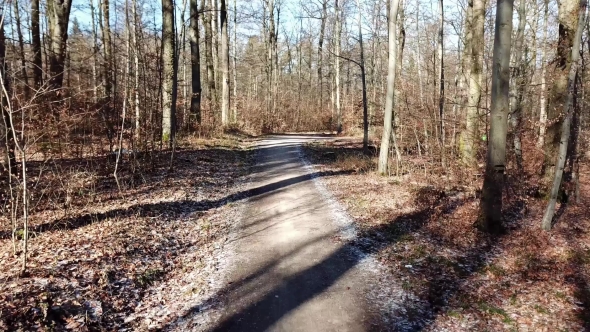 Flying Through the Winter Forest