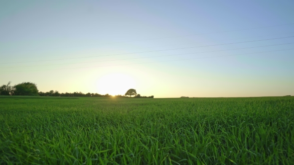 Sunlight over Green Field