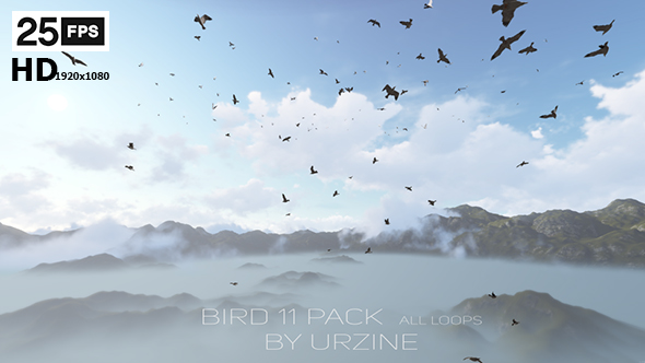 Bird 11 Pack HD All Loops