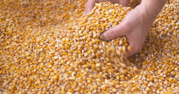 Freshly Harvested Maize Corn Grains. Agriculture Background, Corn Harvesting