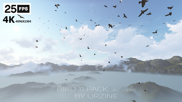 Bird 11 Pack 4K