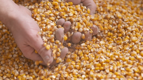 Freshly Harvested Corn Grains. Agriculture Background, Corn Harvesting