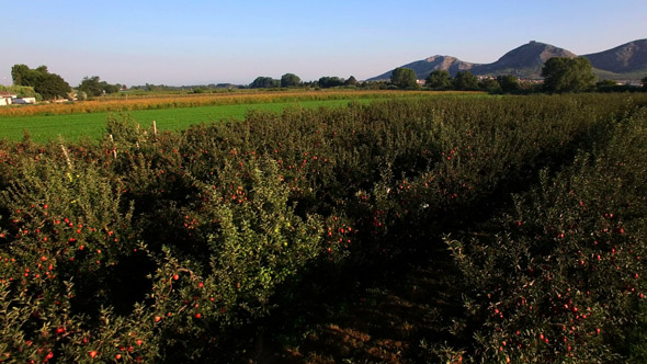 Aerial View over the Red Apple Trees at Sunrise 4K