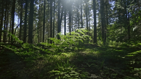 Sunlit Lush Forest