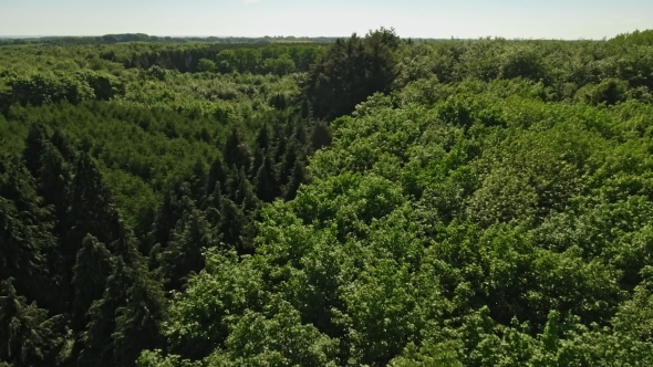Drone View Over Forest