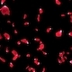 Rose Petals Falling - VideoHive Item for Sale