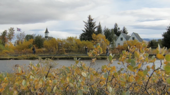 Small Northern Birches in a National Icelandic Park, Walking Tourists Are in Background