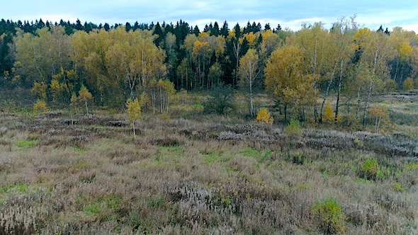 Autumn Field and Forest